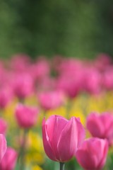 Fototapeta premium tulip