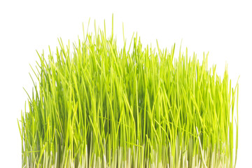 grass