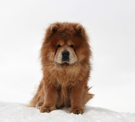 Dog of breed of the chow-chow, sitting on a snow hill