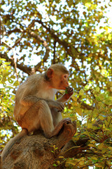 Monkey at Kosamphee forest park, Kosumphisai, Mahasarakam