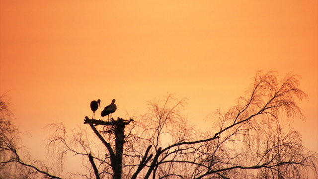 Pair of storks build nest at sunset