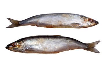 Salted Herring