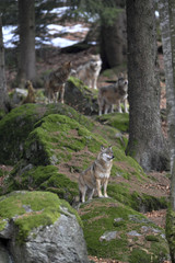 Fototapeta premium Wolfsrudel auf Felsen
