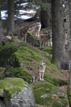 Fototapeta Wolfsrudel auf Felsen