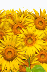 Close up the fresh sunflowers isolated on the white background.