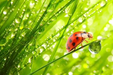 Gartenposter Der Marienkäfer auf einem taufrischen Gras. © Kletr