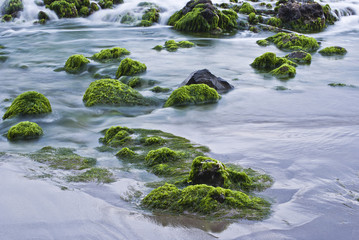 Rocas con algas en el mar