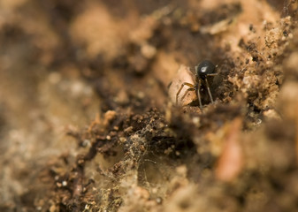 Linyphiidae