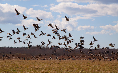 Flight of geese flying up in the sky