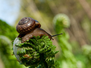 snail in the nature.Fern