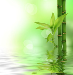 Obrazy na Szkle  Bambus