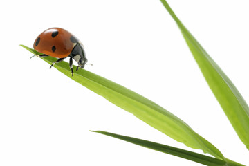 Coccinelle