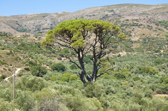 Großer Regenbaum in einem Tal auf Kreta
