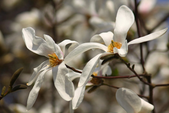 Fototapeta White magnolia flowers in spring garden
