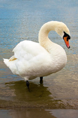 Swan