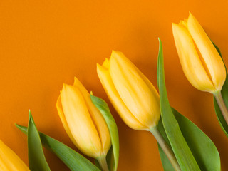 Naklejka premium Yellow tulips