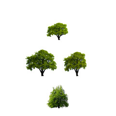 Obraz premium Isolated green tree on white background