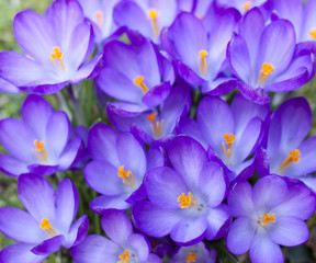 crocus en fleur