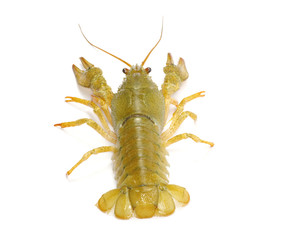 crawfish