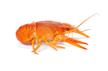 crayfish