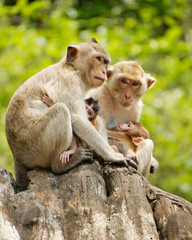 monkeys family