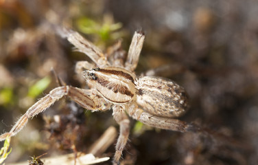 Young Wolf spider on ground, extreme close up
