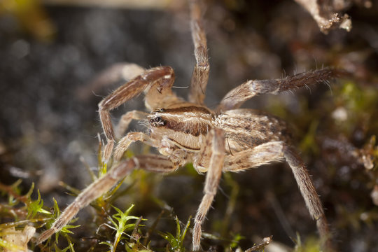 Young Wolf spider on ground, extreme close up