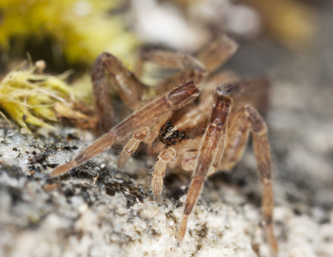 Young Wolf spider on rock, extreme close up