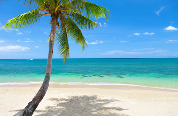 Fototapeta na wymiar tropical beach with coconut palm. Koh Lanta, Thailand