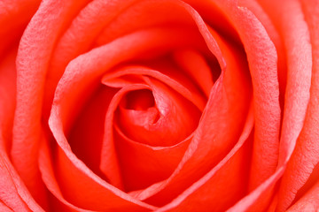 Fototapeta na wymiar Close-up of rose