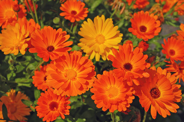 Orange gerber flowers in full bloom