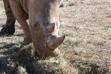 Fototapeta premium rhinoceros