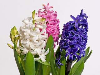Hyacinthus