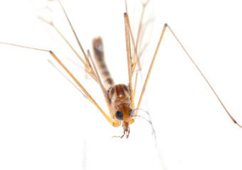 crane fly daddy