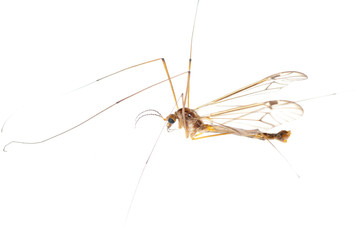 crane fly daddy