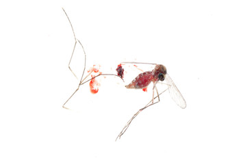 dead mosquito bug