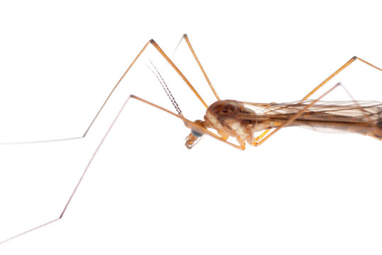 insect crane fly daddy longlegs