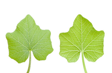 Pumpkin leaf - front and back views