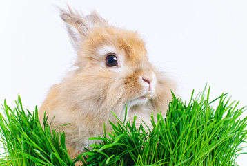 Easter Bunny. Cute rabbit sitting on green grass.