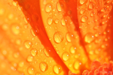 Wet Orange Gerbera