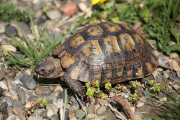 tortue terrestre, testudo hermanni