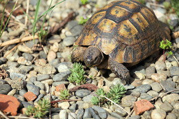 tortue terrestre, testudo hermanni