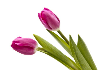 Naklejka premium Pink tulips
