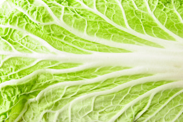 chinese cabbage leaf