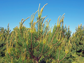 Pine shoots