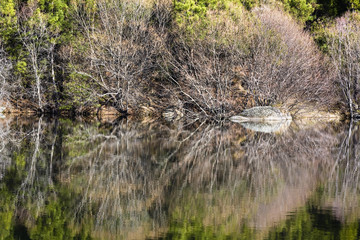 Reflejos en la charca