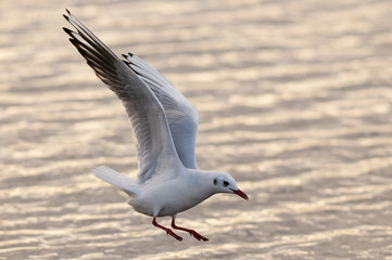 Mouette en vol