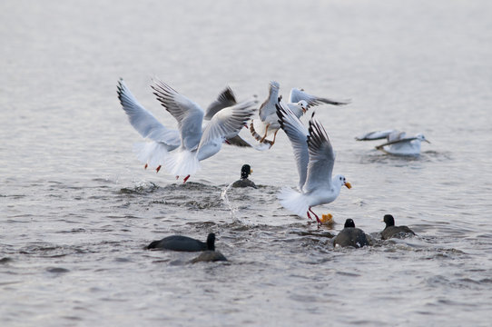 Rixe entre mouettes et foulques macroules