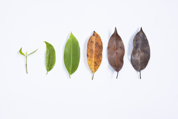 leaves brith to death