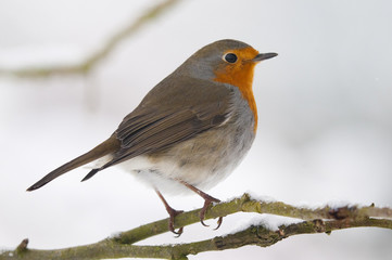 Rougegorge familier (Erithacus rubecula - European Robin)